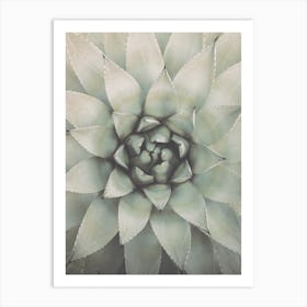 Agave Succulent Plant Art Print