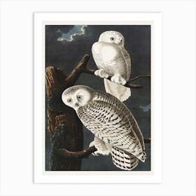 Snowy Owl, Birds Of America, John James Audubon Art Print