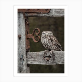 Burrowing Owl On Fence Art Print