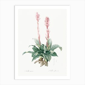 Latin American Lady Orchid, Pierre Joseph Redoute Art Print