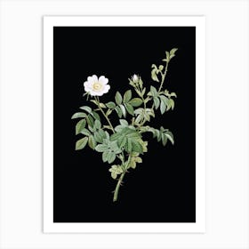 Vintage White Downy Rose Botanical Illustration on Solid Black n.0079 Art Print