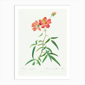Rosa Longifolia, Pierre Joseph Redoute Art Print