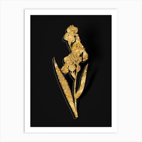 Vintage Dalmatian Iris Botanical in Gold on Black n.0260 Art Print