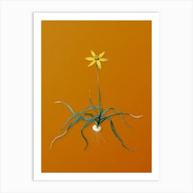 Vintage Hypoxis Stellata Botanical on Sunset Orange n.0375 Art Print