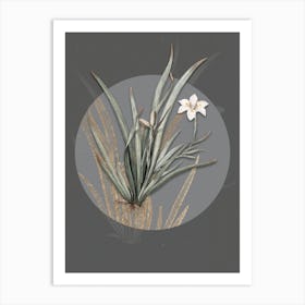 Vintage Botanical Fortnight Lily on Circle Gray on Gray n.0074 Art Print