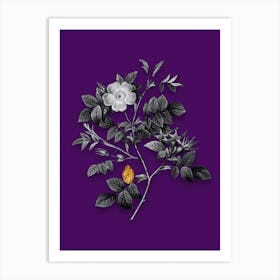 Vintage Malmedy Rose Black and White Gold Leaf Floral Art on Deep Violet n.0538 Art Print