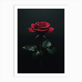 Dark Rose 62 Art Print