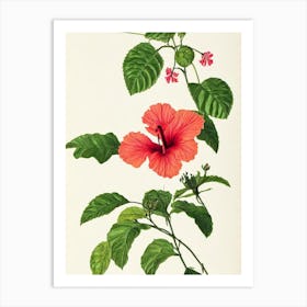 Hibiscus Vintage Botanical Flower Art Print