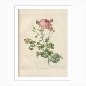 Rose Illustration, Pierre Joseph Redoute (61) Art Print