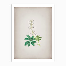 Vintage Half Shrubby Lupine Flower Botanical on Parchment n.0410 Art Print