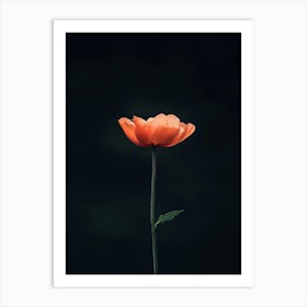 Single Orange Poppy Art Print