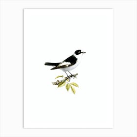 Vintage Collared Flycatcher Bird Illustration on Pure White n.0025 Art Print