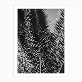 Palm leaves in Black & White // Ibiza Nature & Travel Photography Art Print