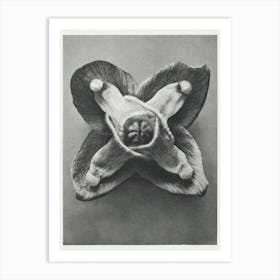 Muschi S Barrenwort (1928), Karl Blossfeldt Art Print