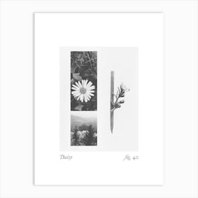 Daisy Botanical Collage 1 Art Print