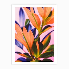 Blackberry Lily Colourful Illustration Art Print