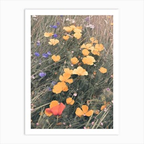 Wild Poppies Art Print