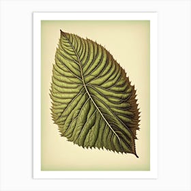 Slippery Elm Leaf Vintage Botanical 2 Art Print