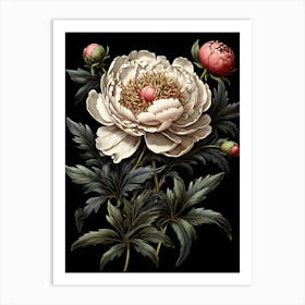 Peony 1 Art Print