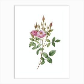 Vintage Mossy Pompon Rose Botanical Illustration on Pure White n.0741 Art Print