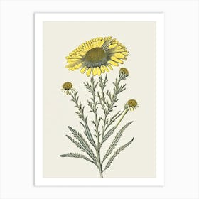 Sneezeweed Wildflower Vintage Botanical Art Print