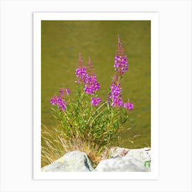 Alpine Wildflowers 20210825 190ppub Art Print