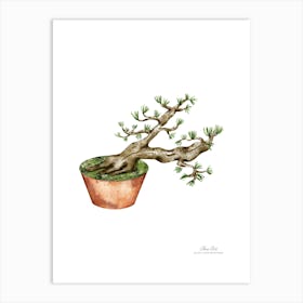 Bonsai Tree A fine artistic print that decorates the place. Art Print