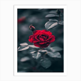 Red Rose 33 Art Print