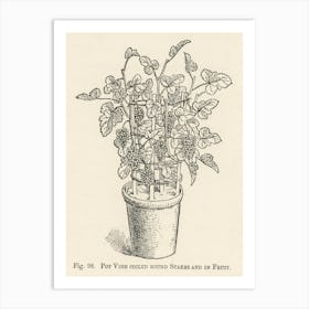 Vintage Illustration Of Pot Vine Grapes, John Wright Art Print