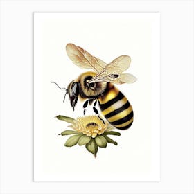 Apis Bee 2 Vintage Art Print