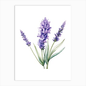 Watercolor Lavender Flowers Isolated On White Art Print