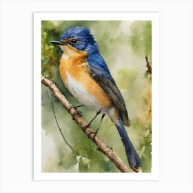 Mangrove Blue Flycatcher 1 Art Print