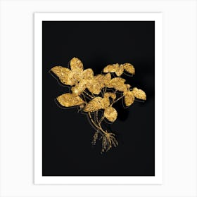 Vintage American Wintergreen Plant Botanical in Gold on Black n.0468 Art Print