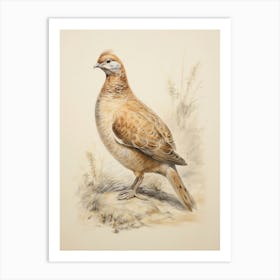 Vintage Bird Drawing Grouse 3 Art Print