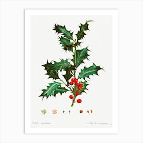 Common Holly, Pierre Joseph Redoute Art Print