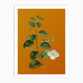 Vintage Caper Plant Botanical on Sunset Orange n.0575 Art Print