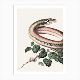 Cape File Snake Vintage Art Print