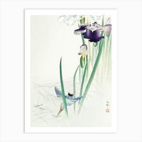 Kingfisher And Irises (1900 1930), Ohara Koson Art Print