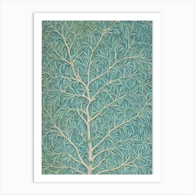 Bristlecone Pine tree Vintage Botanical Art Print