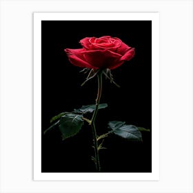 Red Rose On Black Background 57 Art Print