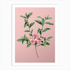 Vintage Azalea Botanical on Soft Pink Art Print