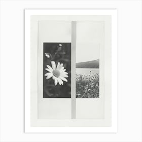 Daisy Flower Photo Collage 4 Art Print