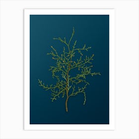 Vintage Sictus Tree Botanical Art on Teal Blue n.0681 Art Print