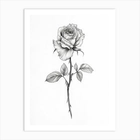 English Rose Black And White Line Drawing 15 Art Print