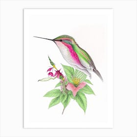 Calliope Hummingbird Quentin Blake Illustration Art Print