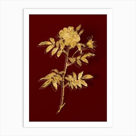 Vintage Rosa Redutea Glauca Botanical in Gold on Red n.0238 Art Print