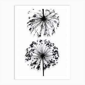 Black white allium 1 Art Print