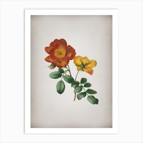 Vintage Sweetbriar Rose Botanical on Parchment n.0707 Art Print