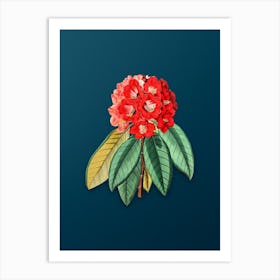 Vintage Rhododendron Rollissonii Flower Botanical Art on Teal Blue n.0180 Art Print