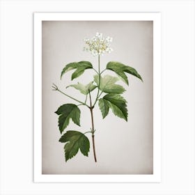 Vintage Guelder Rose Botanical on Parchment n.0063 Art Print